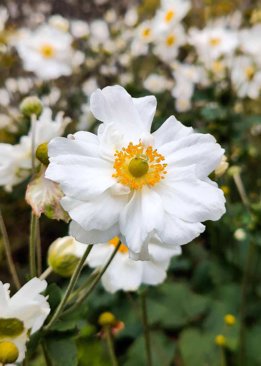 Picture of a snowdrop