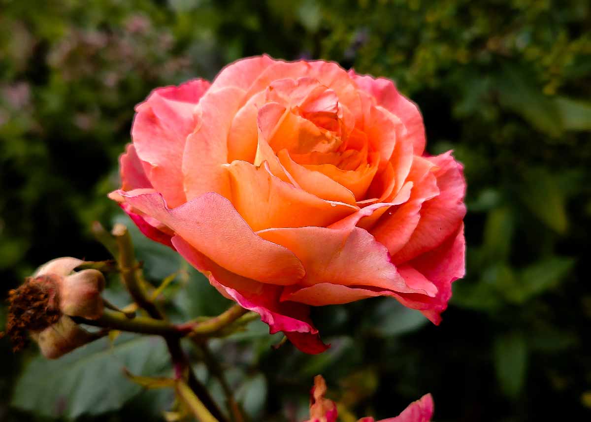 Picture of a Wichura's rose