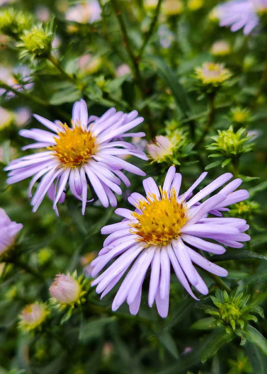 Picture of two Michaelmas Daisies