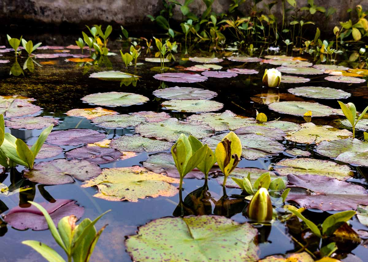 Picture of the lily pond