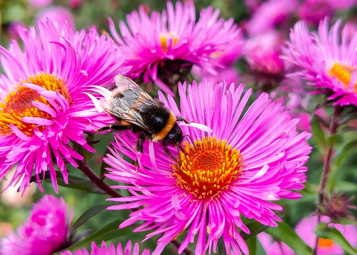 Picture of a bumblebee on a New England Aster