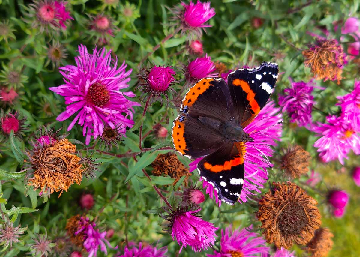 Picture of a Red Admiral butterfly on a New England Aster