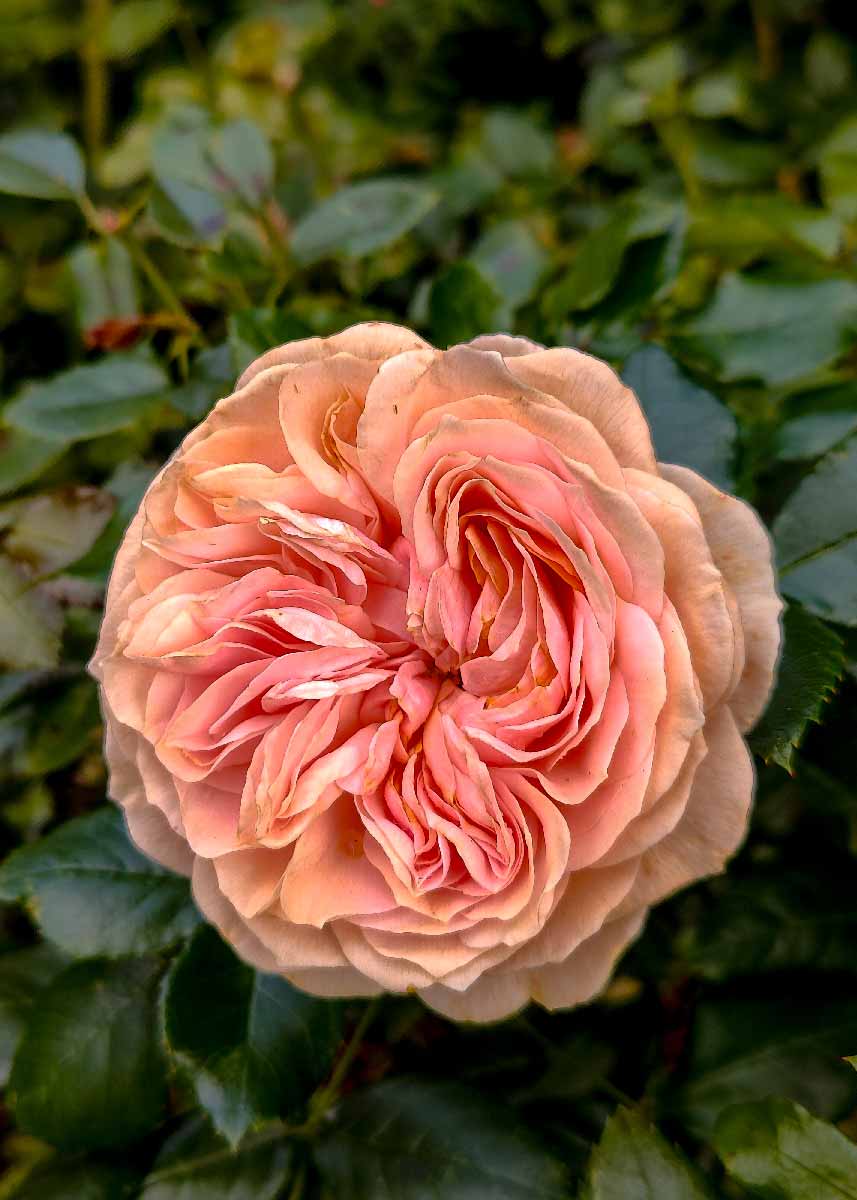 Picture of a Wichura's rose