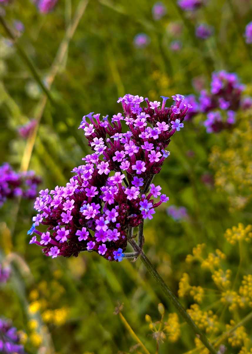 Picture of a Purpletop vervain